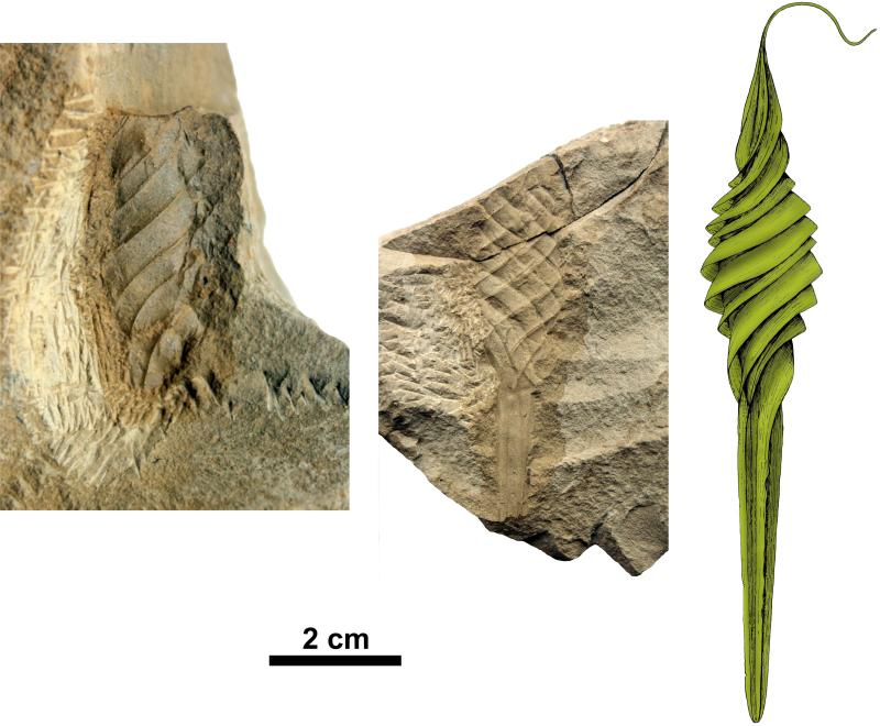 Illustration for article titled 230-million-year-old teeth reveal sharks' adorable origins